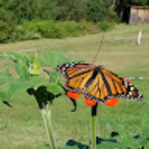 Meet your Posher, Charley and shea